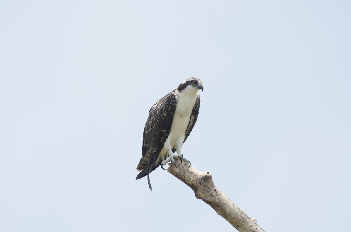 Osprey - Keith Bowers