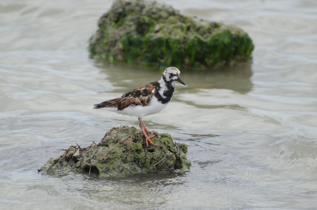 Ruddy Turnstone - ML90384231