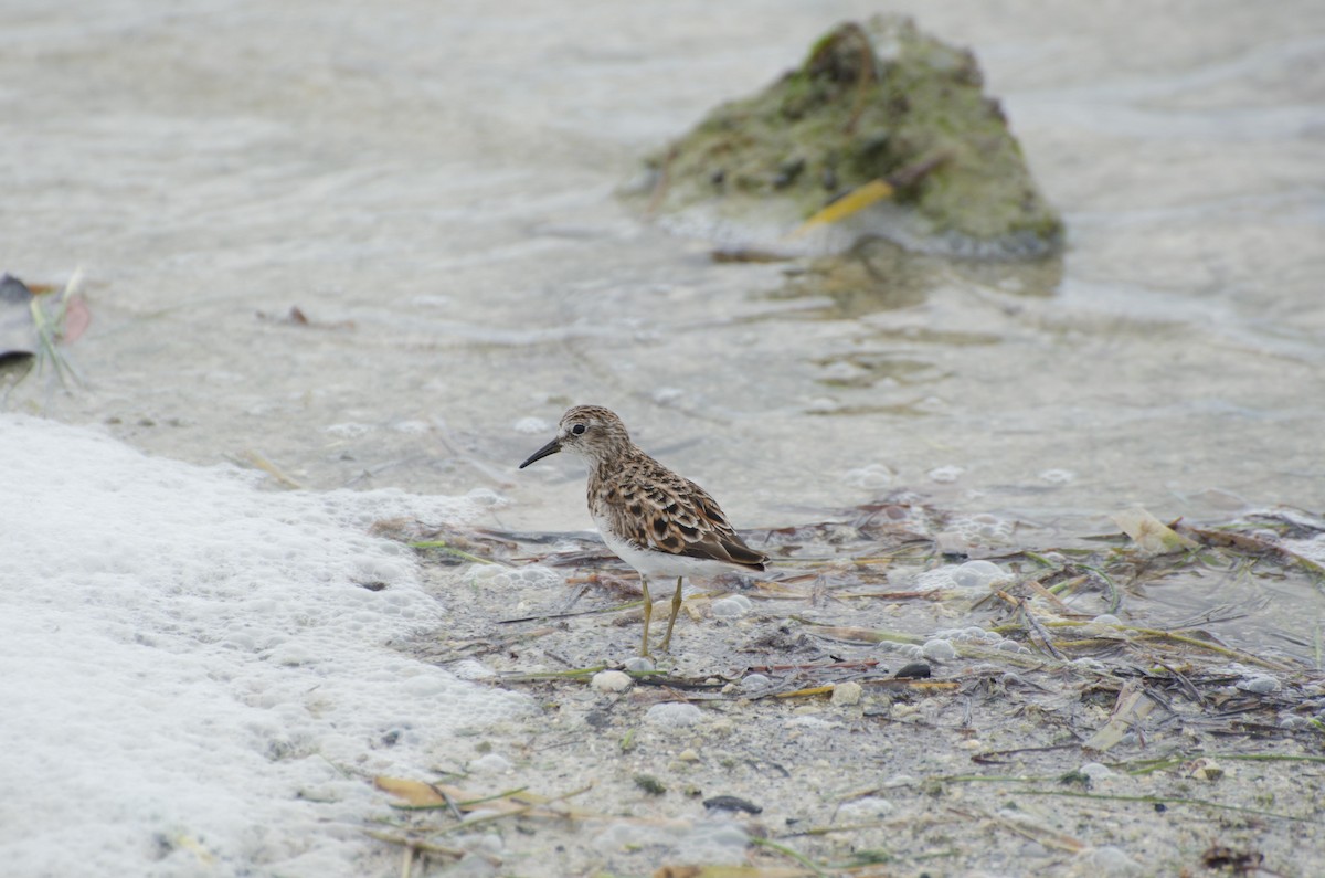 Least Sandpiper - ML90384381