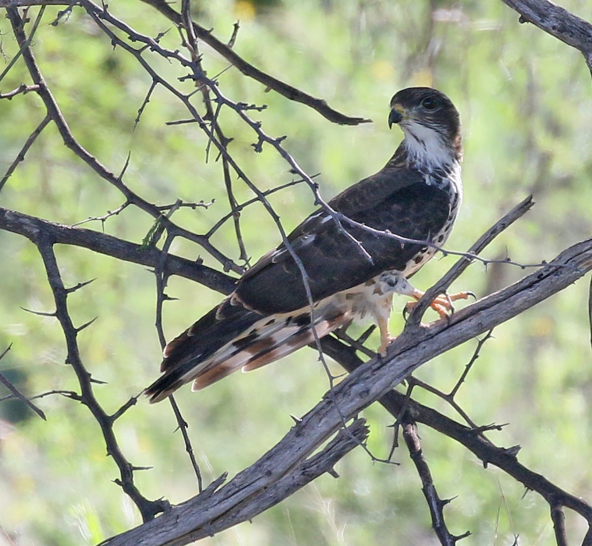 African Hawk-Eagle - ML90384391