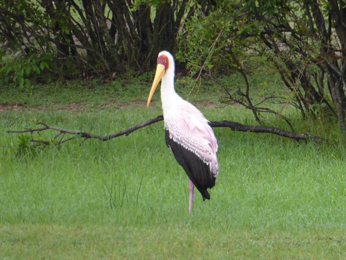 Yellow-billed Stork - ML90386291