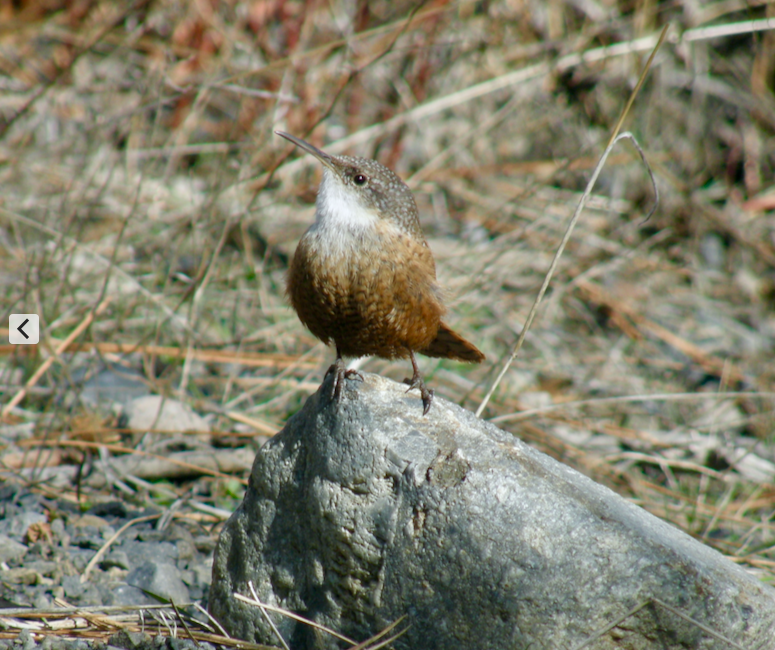 Canyon Wren - ML90386831