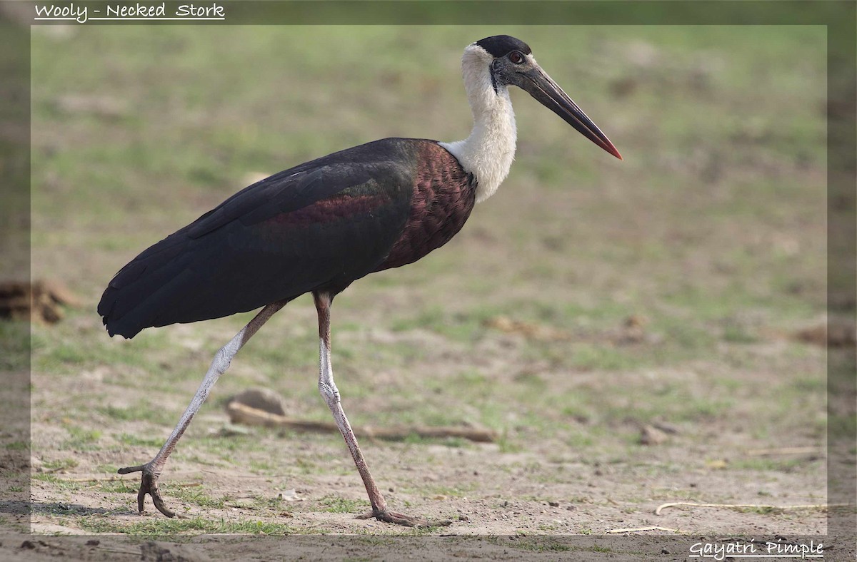 Asian Woolly-necked Stork - ML90387031