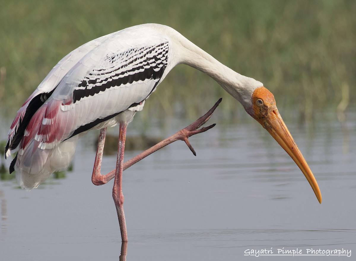 Painted Stork - ML90387191