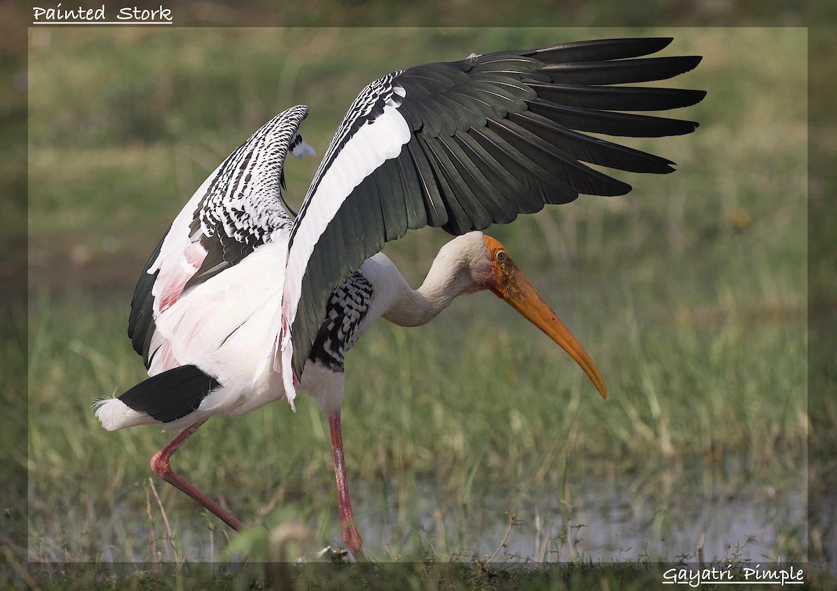 Painted Stork - ML90387261