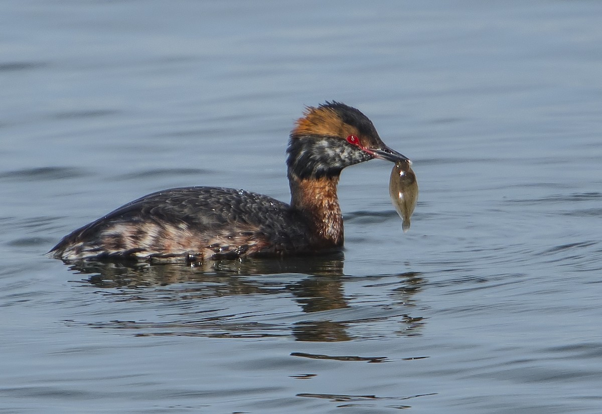 Horned Grebe - Jerry Ting