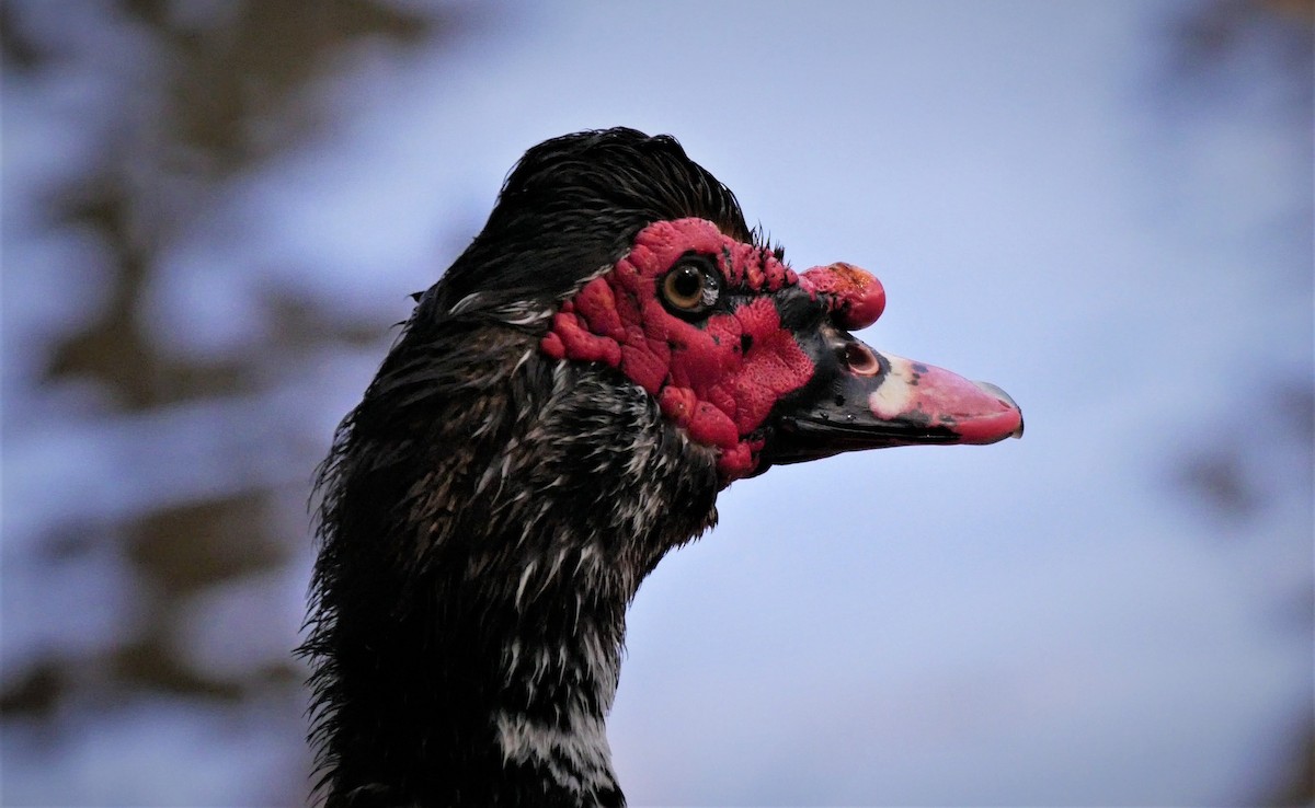 Muscovy Duck (Domestic type) - Angela Kenny