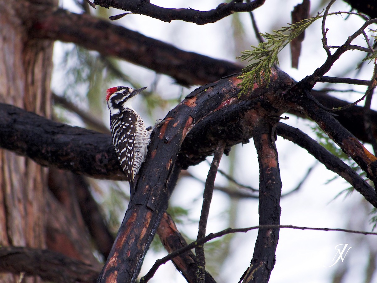 Nuttall's Woodpecker - ML90391001