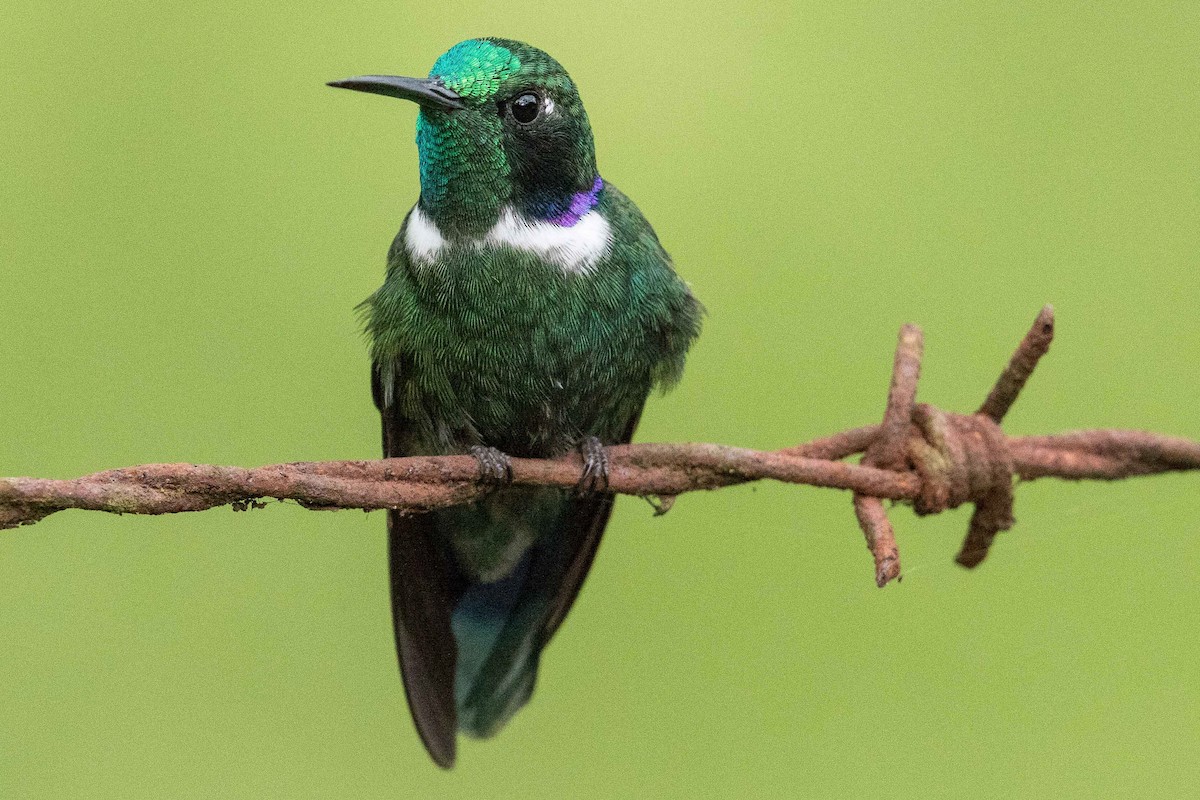 White-throated Daggerbill - Eric VanderWerf