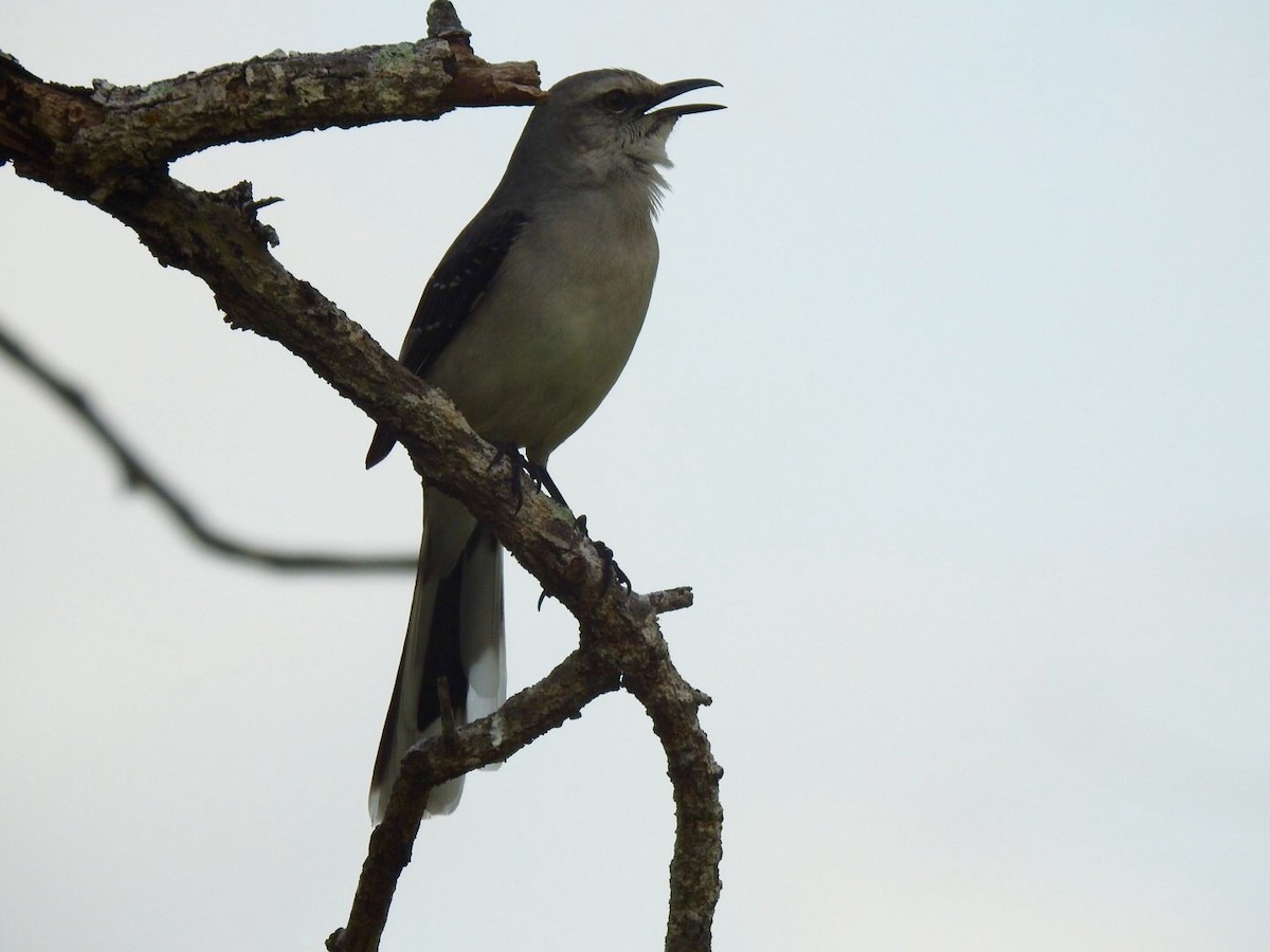 Tropical Mockingbird - ML90393781