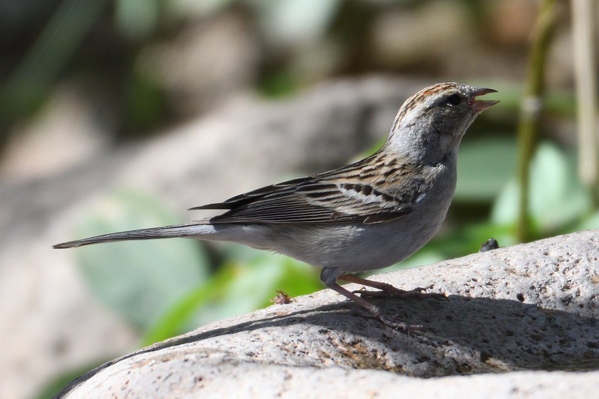 Chipping Sparrow - ML90393931