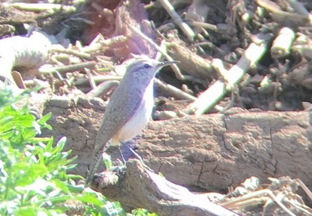 Rock Wren - ML90393961