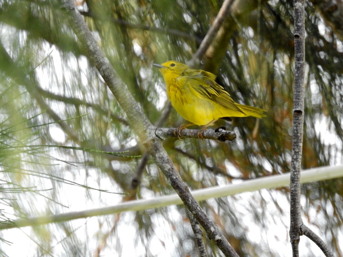 Yellow Warbler (Northern) - ML90393981