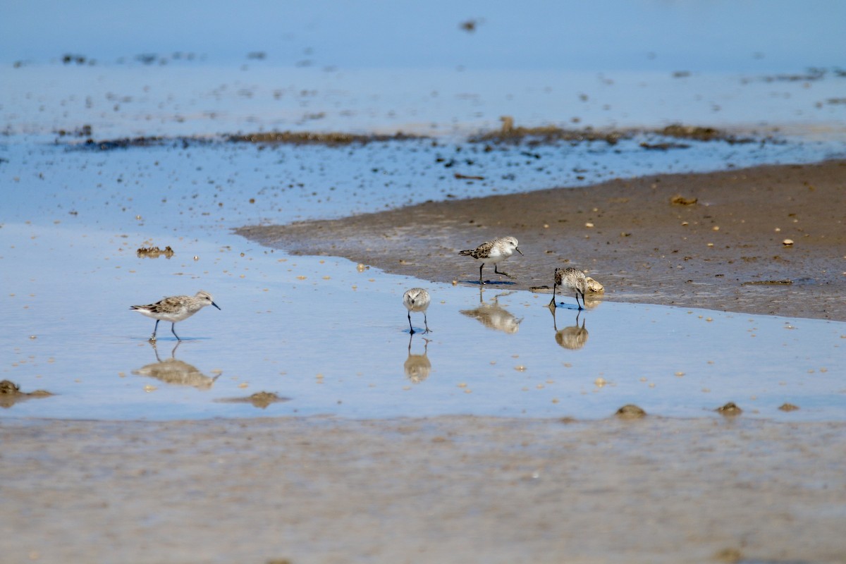 Little Stint - ML90399081