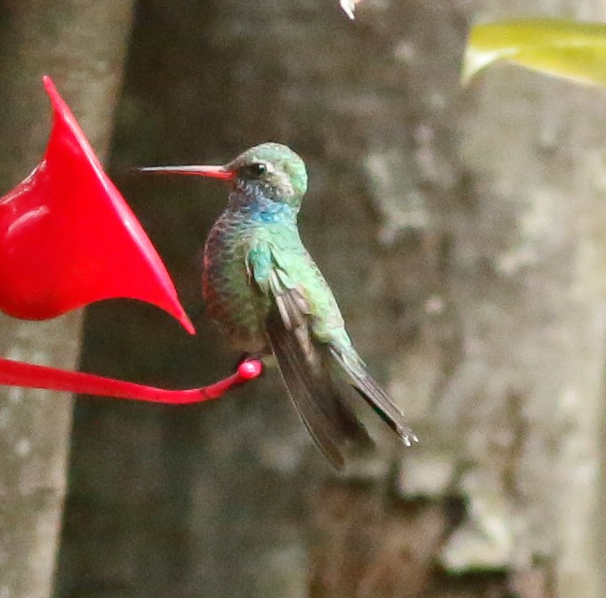 Ширококлювый колибри - ML90399281