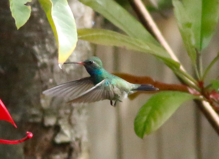 Ширококлювый колибри - ML90399301