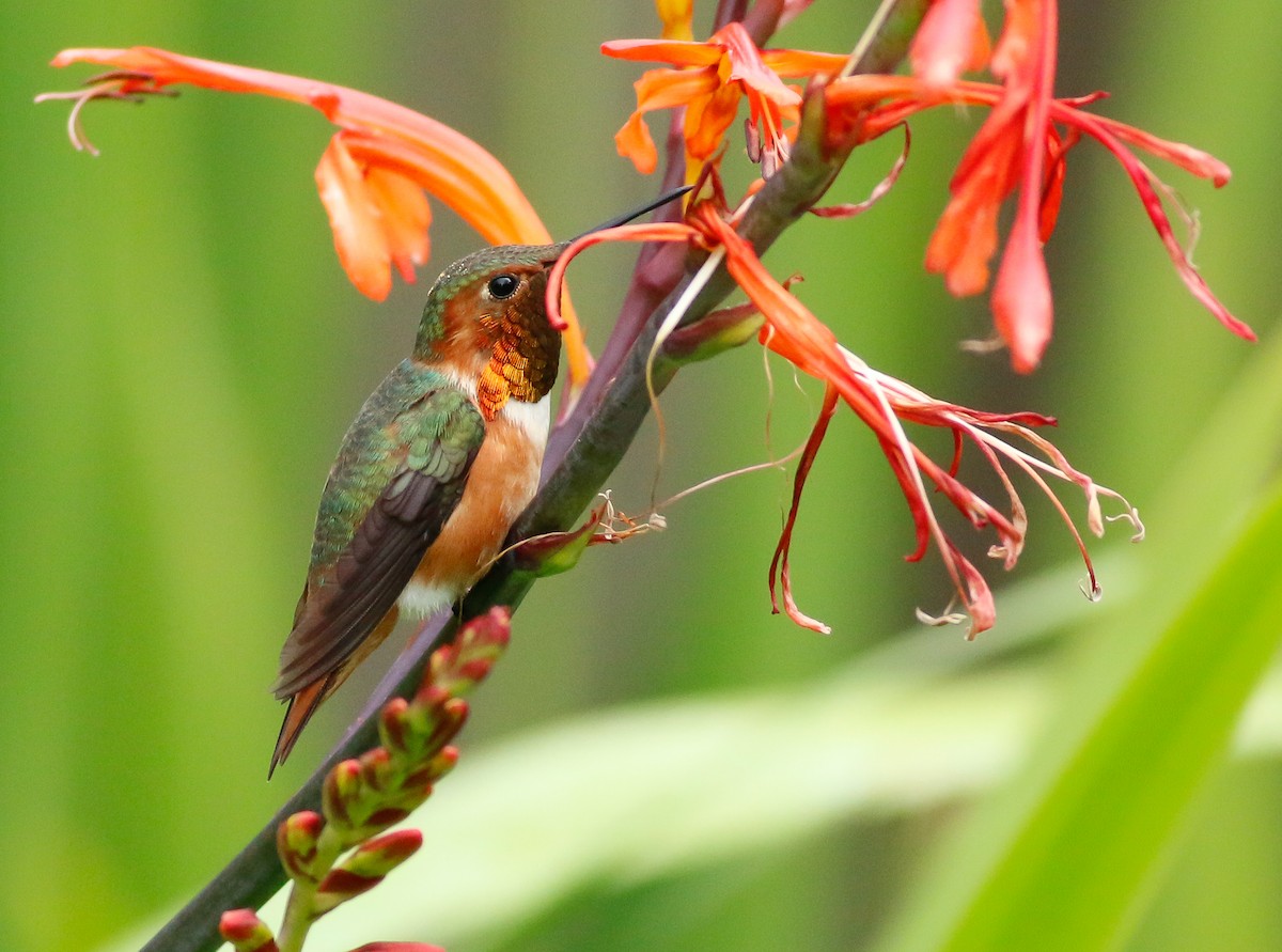 Алленов колибри - ML90399631