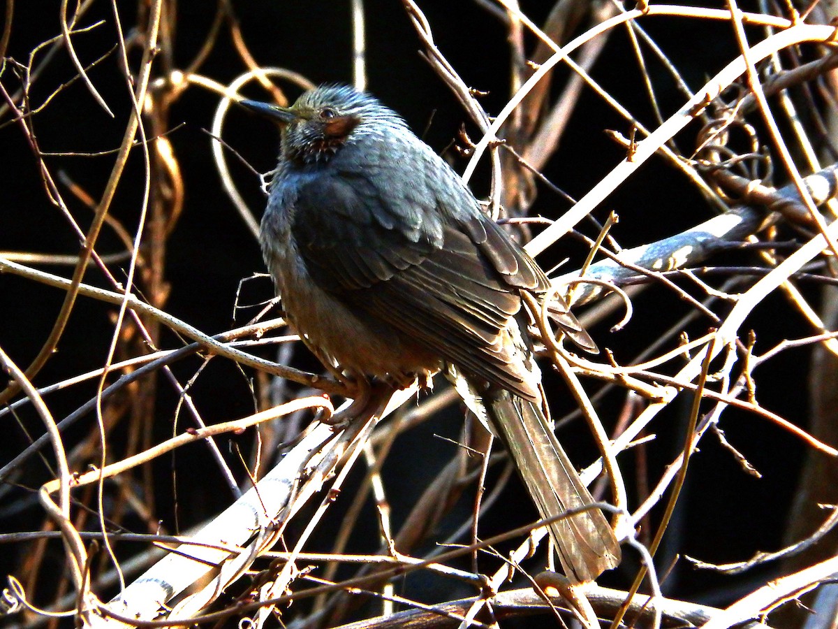 Brown-eared Bulbul - ML90400001