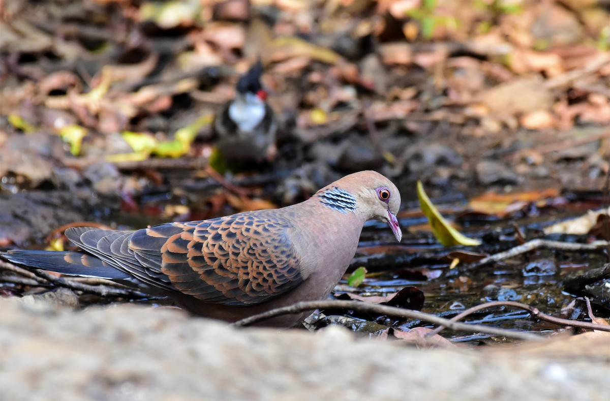 Oriental Turtle-Dove - ML90400021