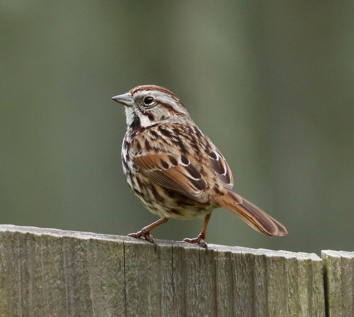 Певчая овсянка - ML90400071