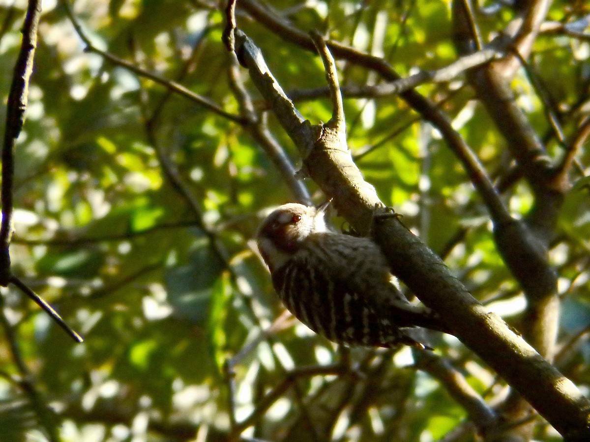 Japanese Pygmy Woodpecker - ML90400091