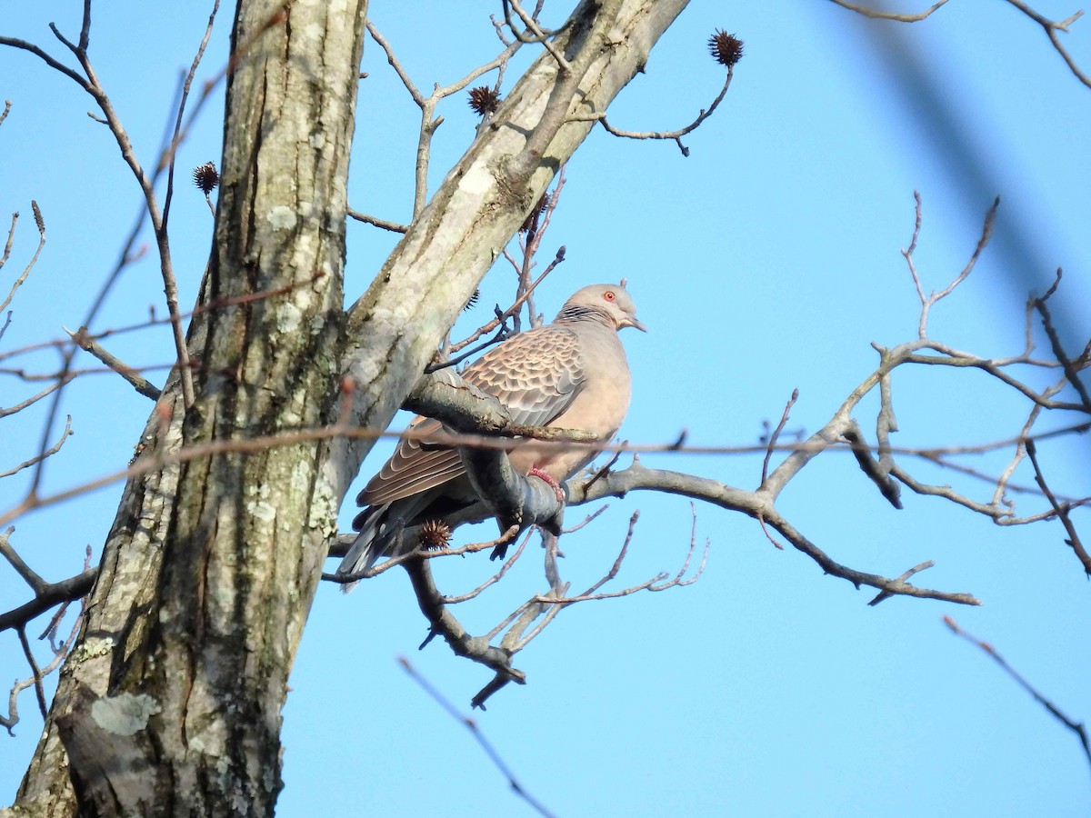 Oriental Turtle-Dove - ML90400171