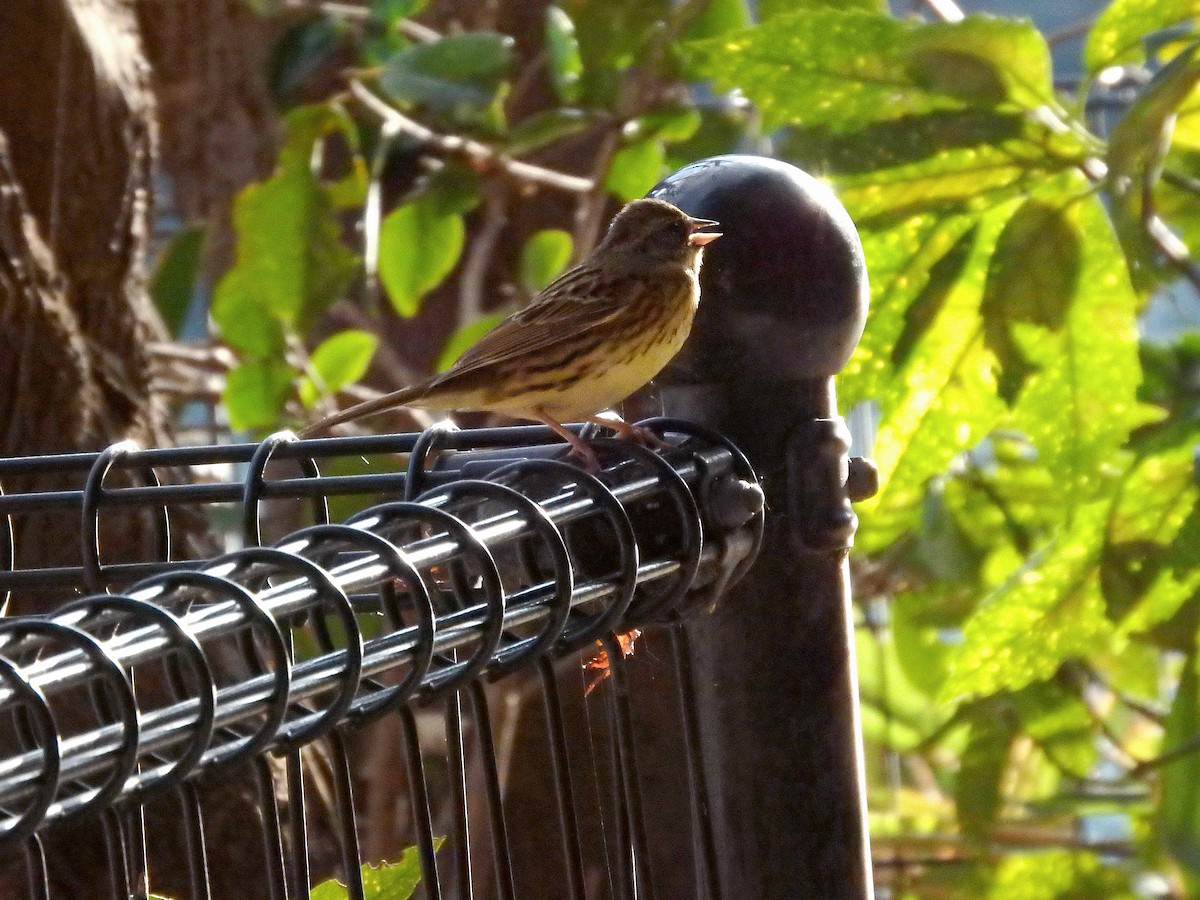 Masked Bunting - ML90400211