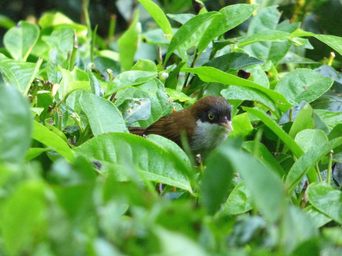 Dark-fronted Babbler - ML90401231