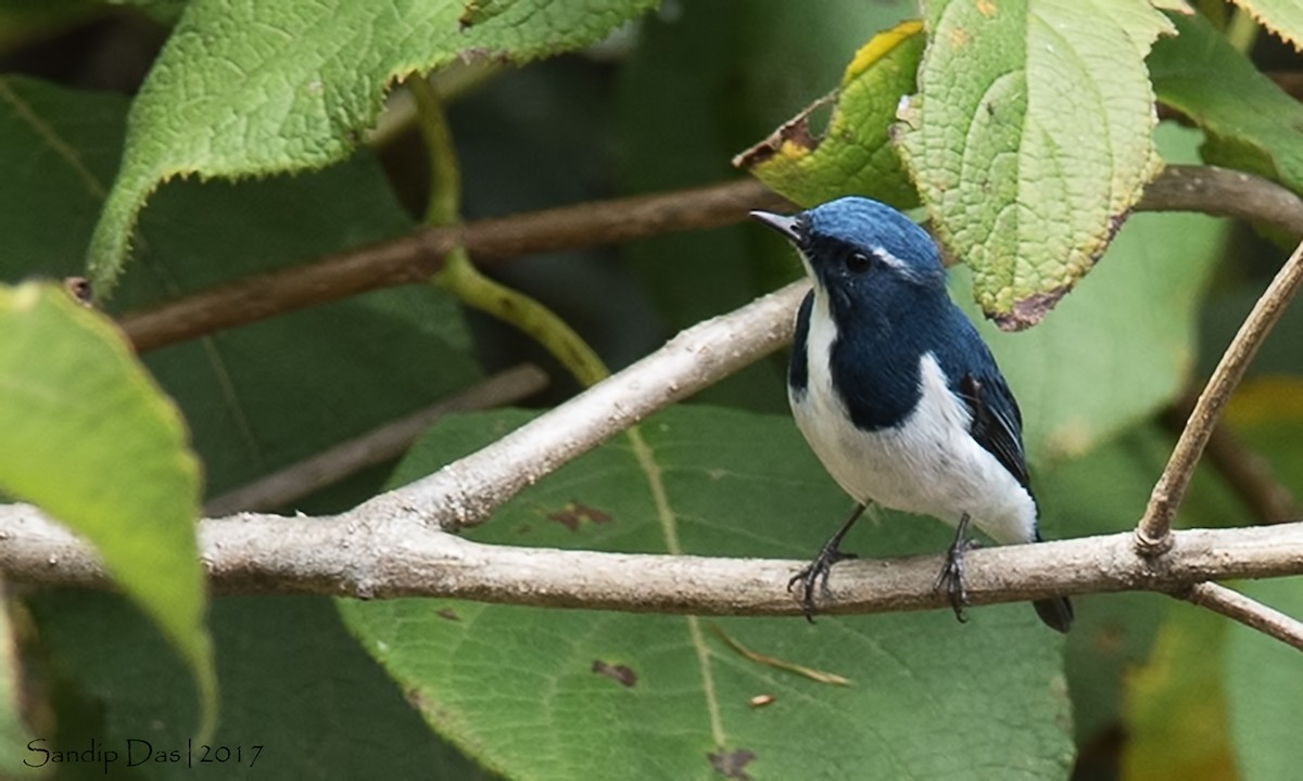 Ultramarine Flycatcher - ML90401601