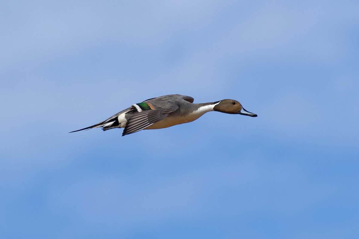 Northern Pintail - Don Danko