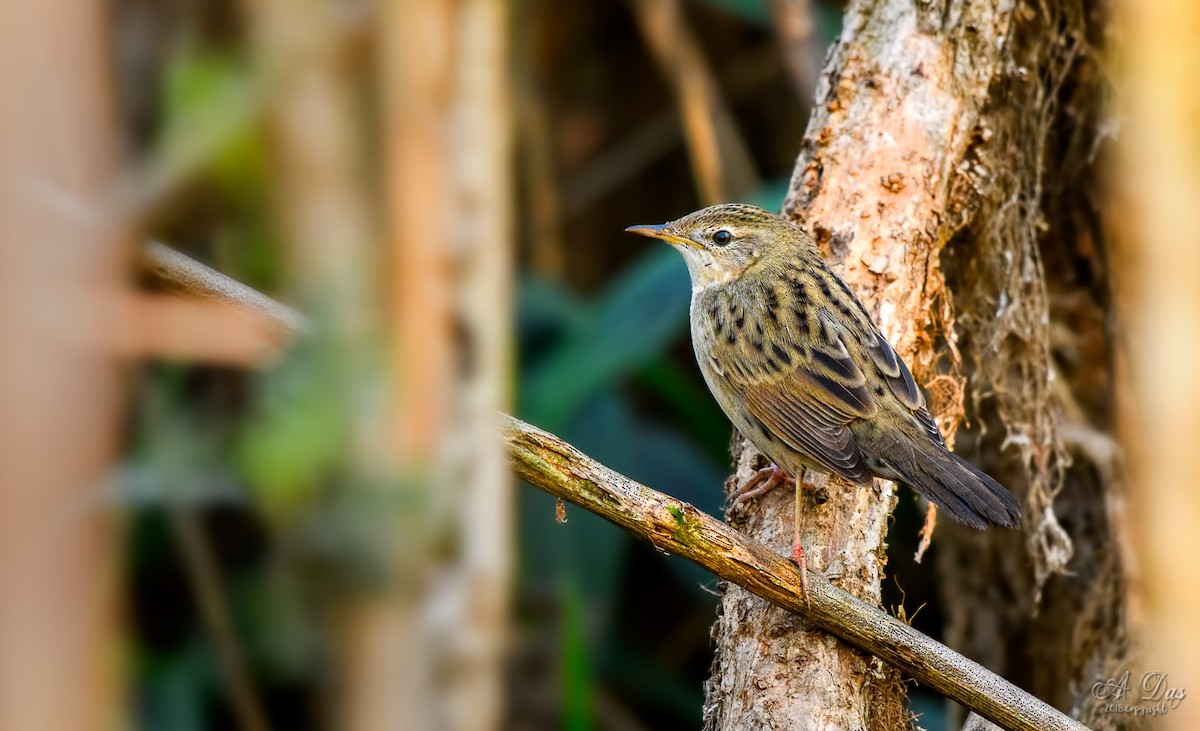 Common Grasshopper Warbler - ML90405071