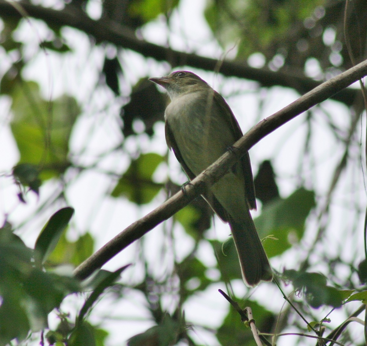 Caribbean Elaenia - ML90406051