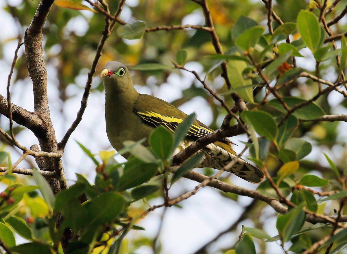 Thick-billed Green-Pigeon - Neoh Hor Kee