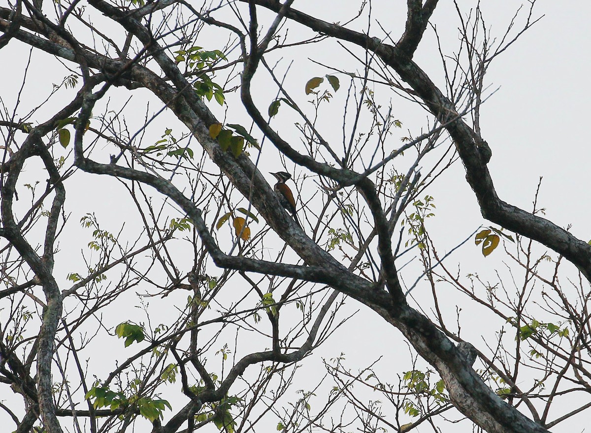 Common Flameback - Neoh Hor Kee