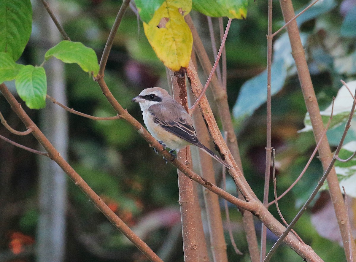 Brown Shrike - Neoh Hor Kee