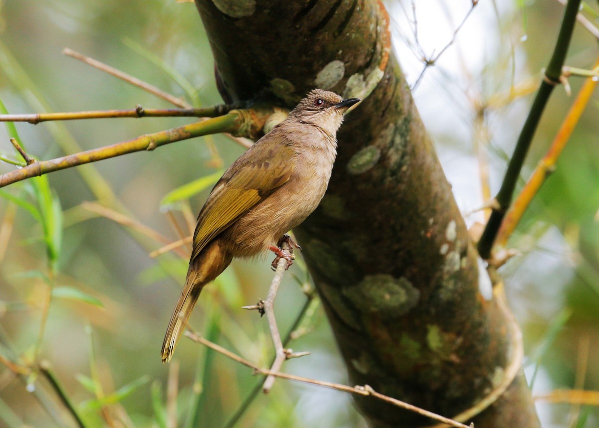 Bulbul à ailes olive - ML90408251