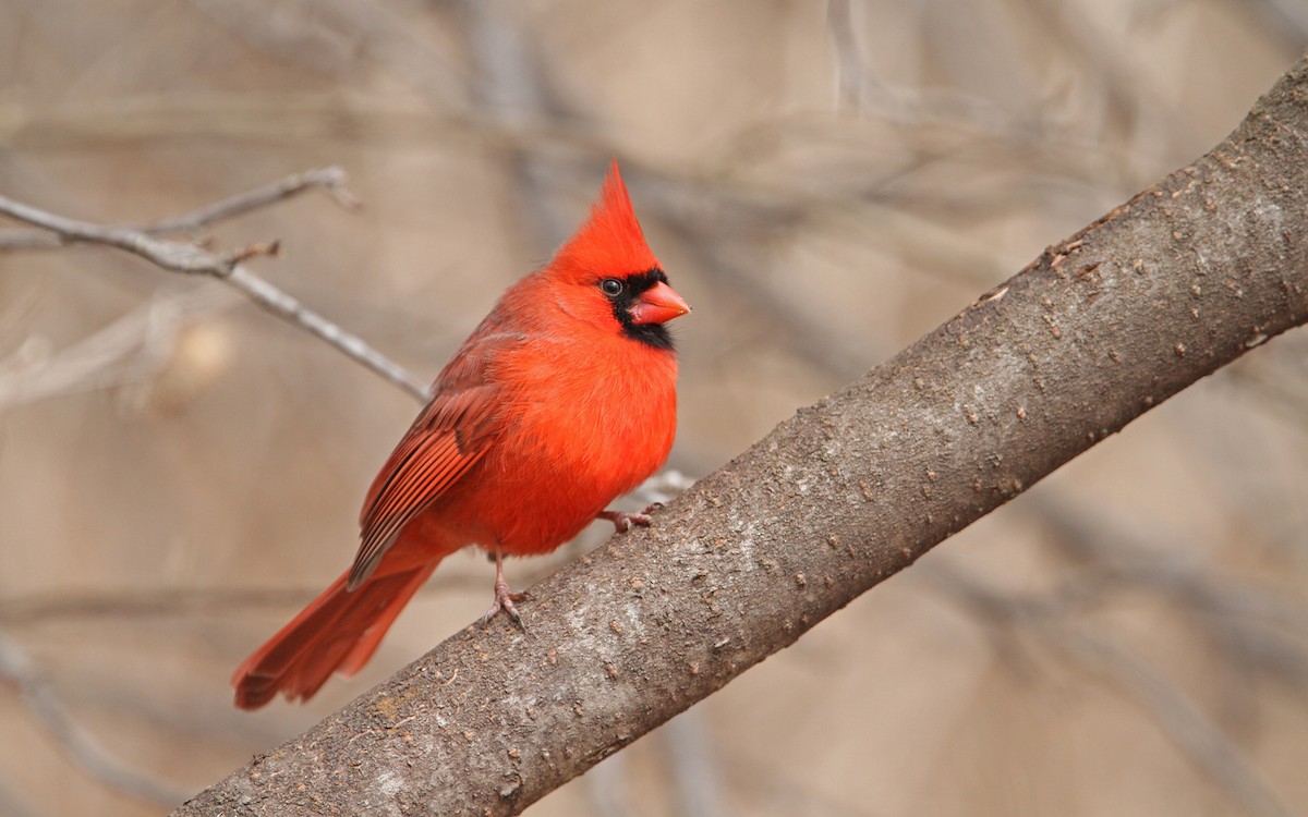 Cardinal rouge (groupe cardinalis) - ML90411911