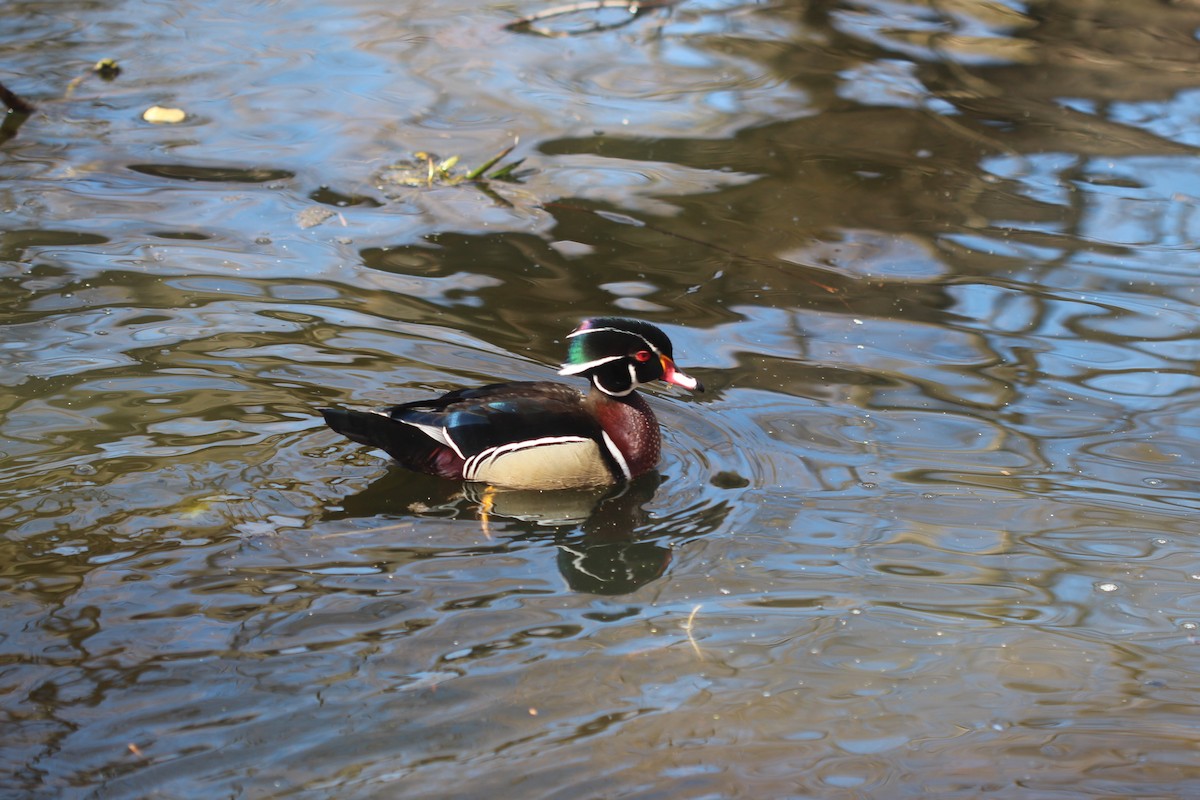 Wood Duck - ML90412251