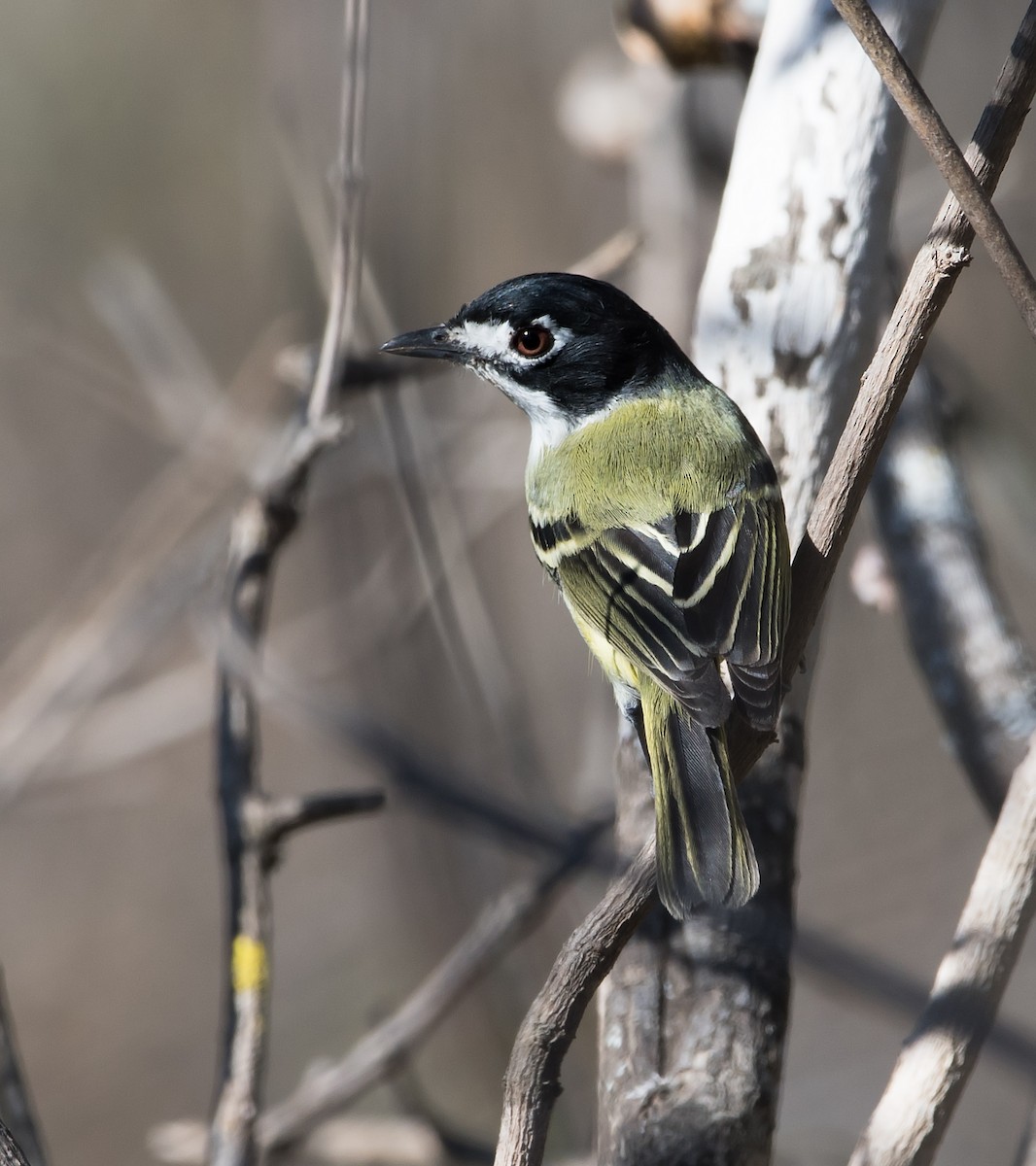 Black-capped Vireo - David Krueper