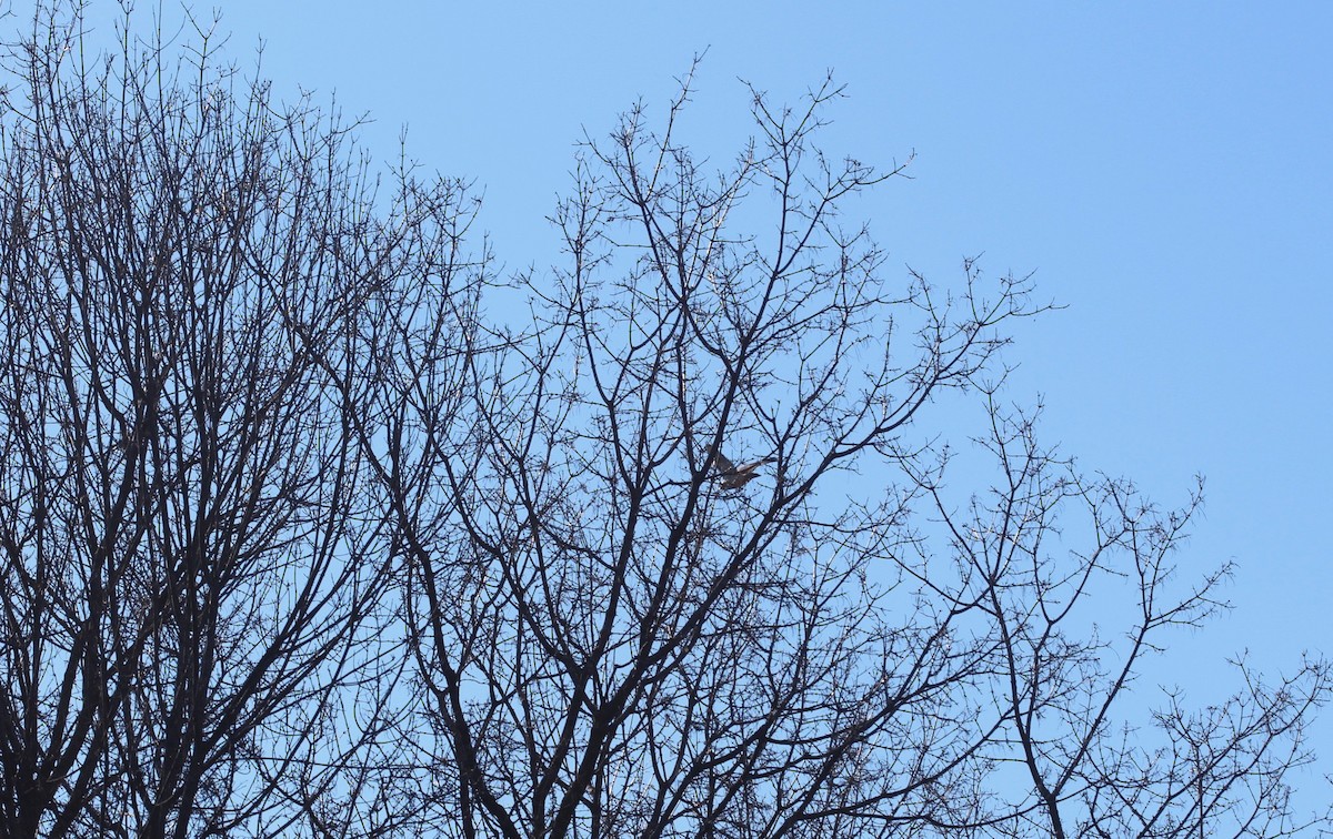 Red-tailed Hawk - Aimee Huntington