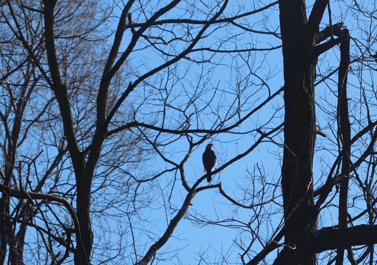 Cooper's Hawk - Aimee Huntington