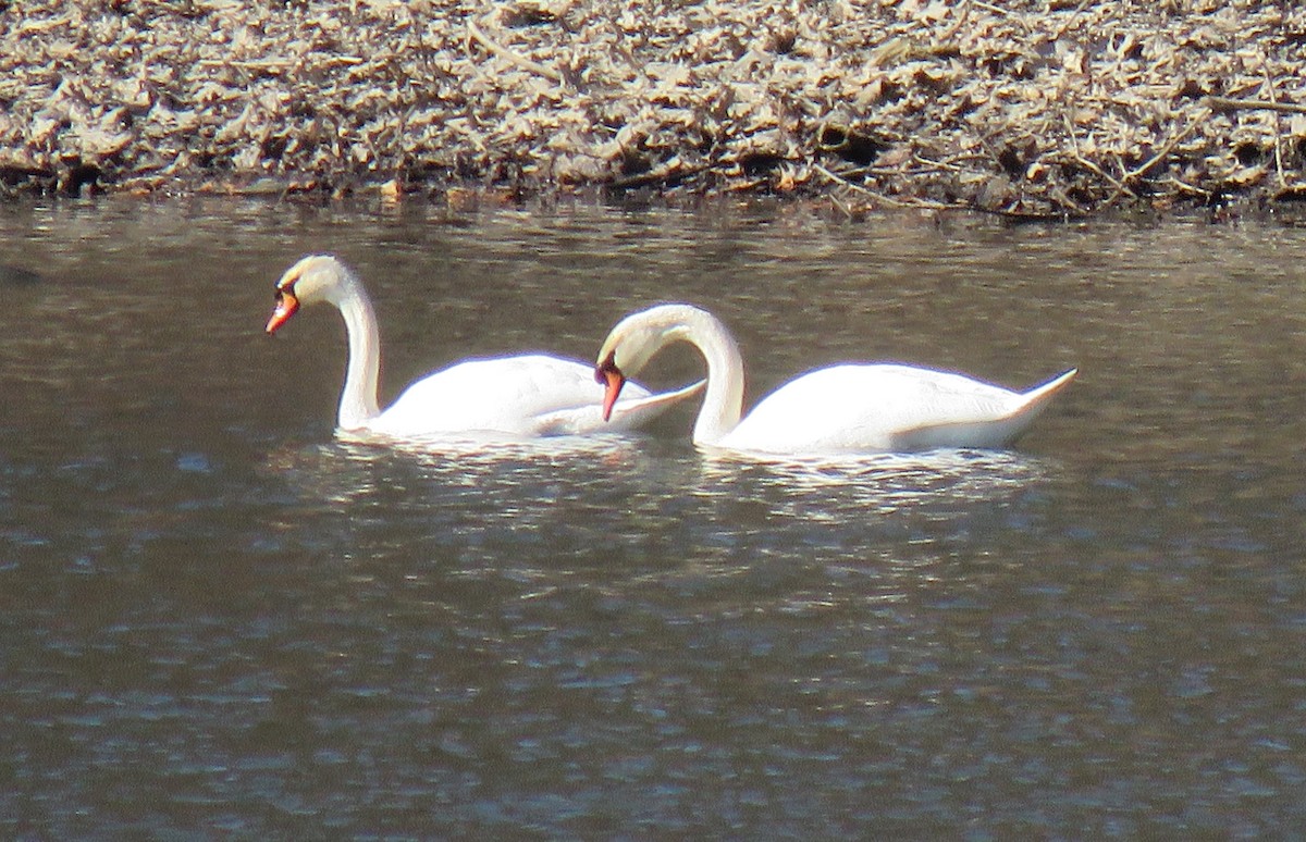 Mute Swan - ML90412611