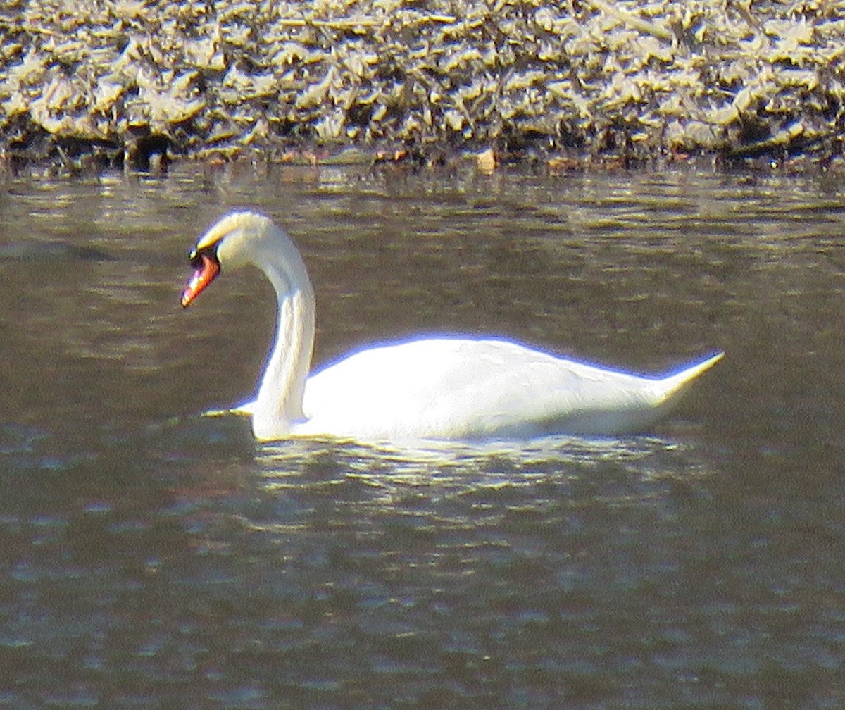 Mute Swan - ML90412671