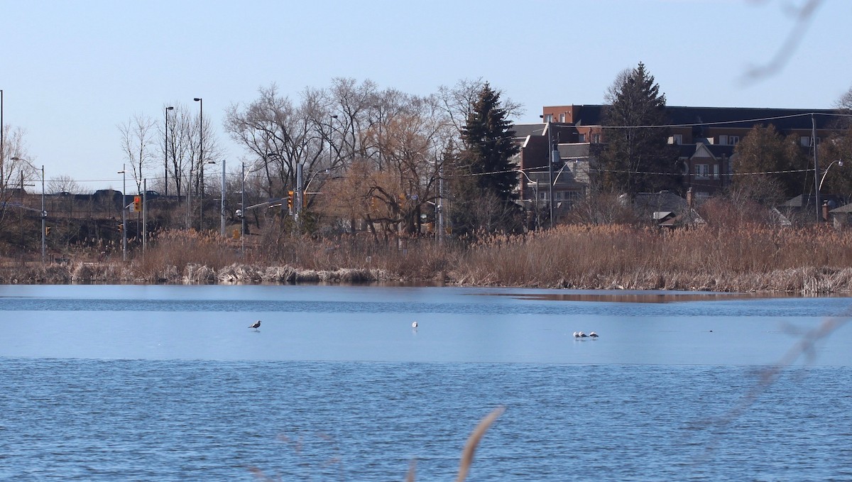 gull sp. - ML90412721