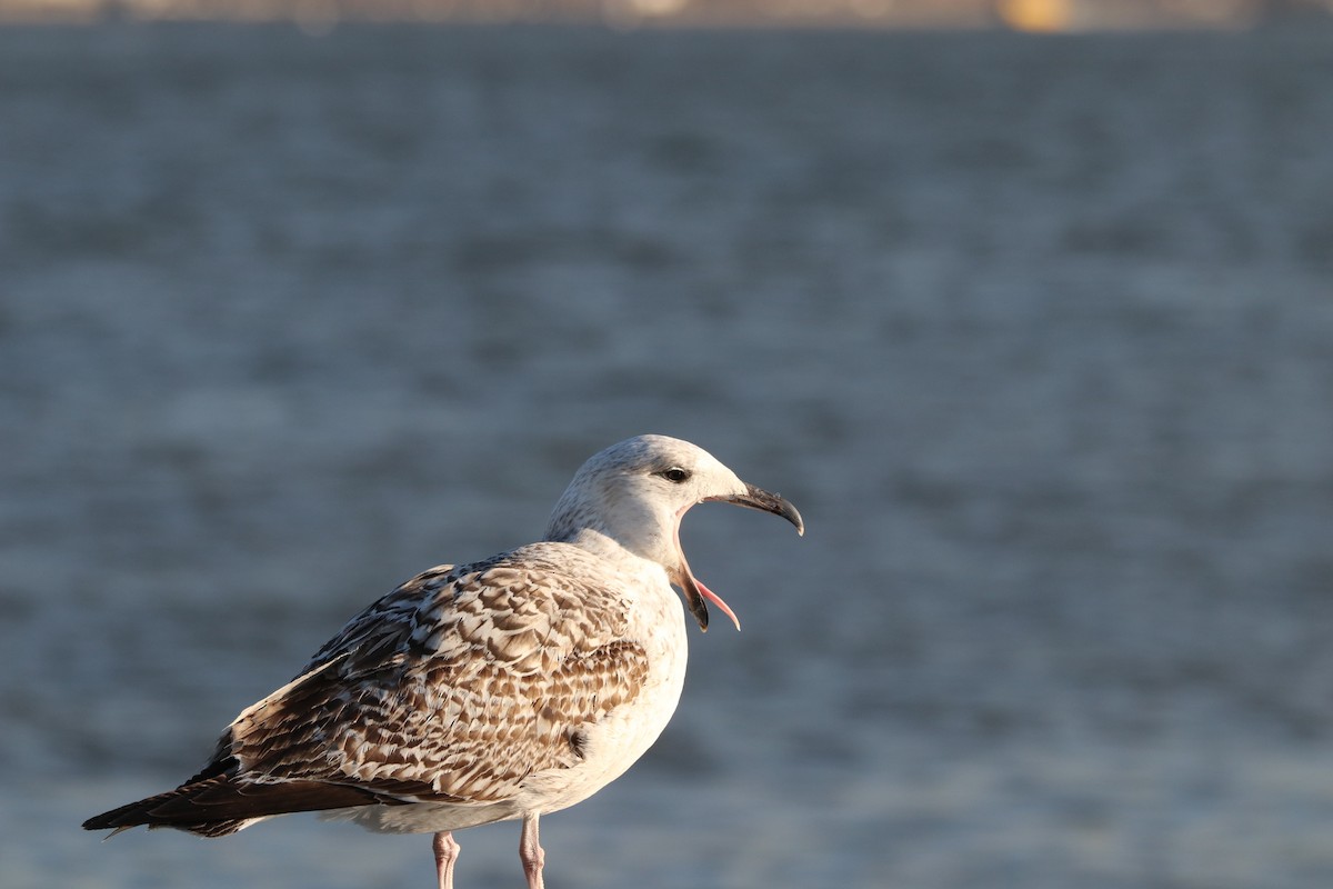 Great Black-backed Gull - Zach Schwartz-Weinstein