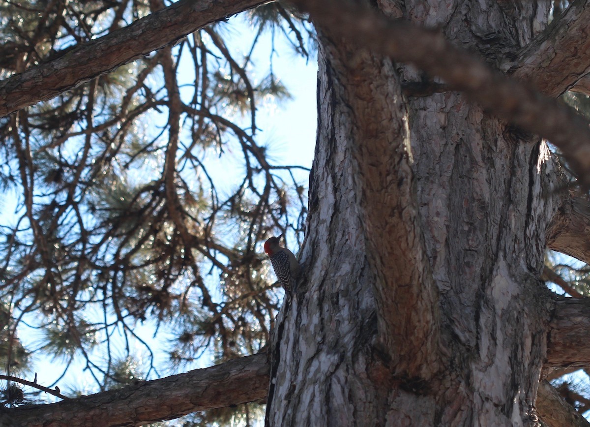 Red-bellied Woodpecker - Aimee Huntington