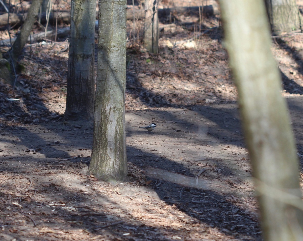 Black-capped Chickadee - ML90413181