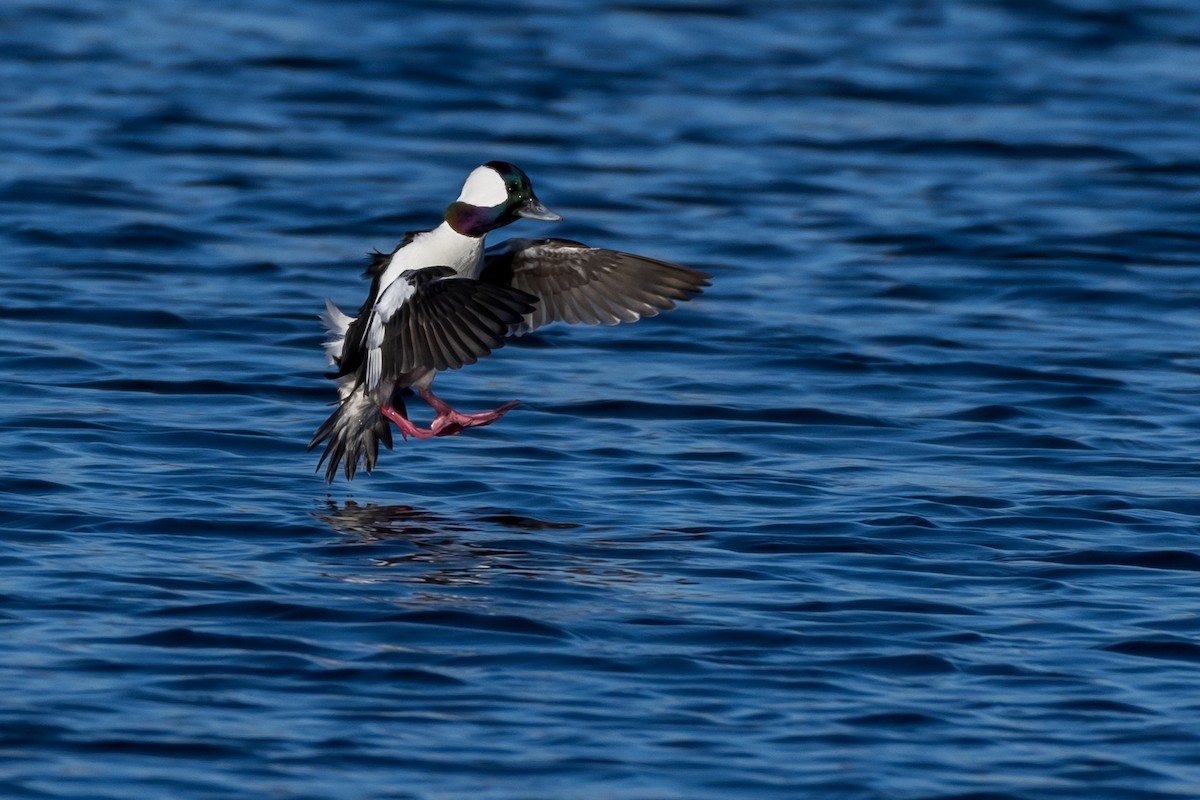 Bufflehead - ML90413411