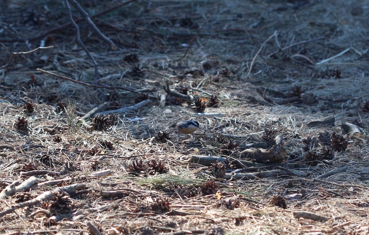 Red-breasted Nuthatch - ML90413441