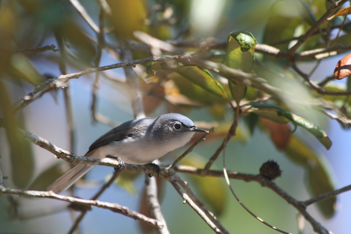 Blue-gray Gnatcatcher - ML90413941